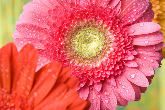 Pink daisy-gerbera with water drops