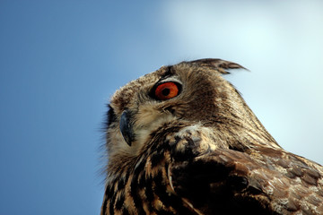 Rock Horned Owl