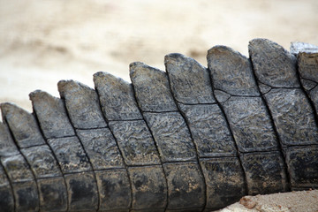 Crocodile tail