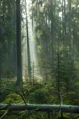 Foto op Canvas Misty autumn morning in coniferous stand © Aleksander Bolbot