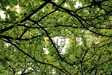 Green leafs on tree