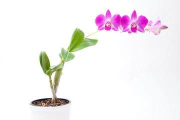 Naklejka na ściany i meble rosa Orchidee