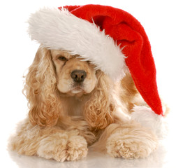 american cocker spaniel laying down wearing santa hat
