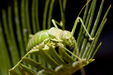 Green bush-cricket