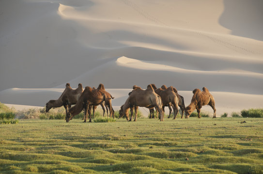 Camels grazing at the Gobi