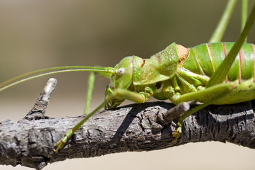 Green bush-cricket