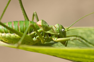 Green bush-cricket