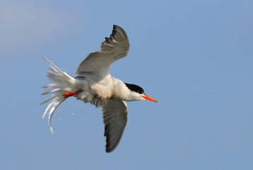 Common tern in flight