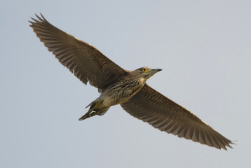 Obraz premium Nycticorax in fly