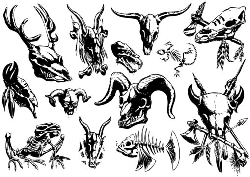 vector illustration tattoo design set (animal skull)