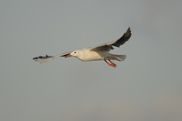 Sea-gull in fly