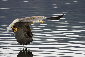 An eagle has a fish in its talons.