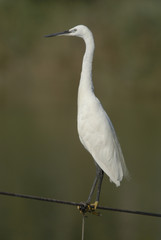 Little Egret (Egretta Garzetta) at Lake Maagan Michael
