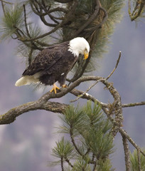 Alert eagle on a branch.