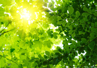 Fototapeta na wymiar Green leaves with sun ray.