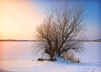 Fototapeta na wymiar Tree in Winter