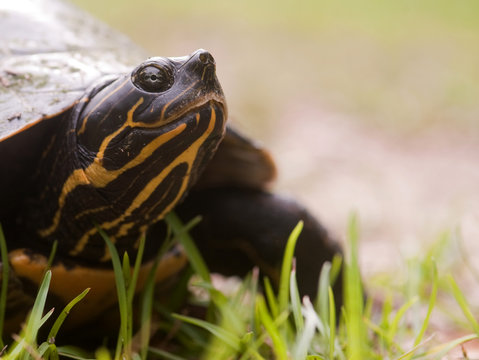 cooter turtle