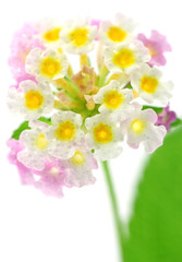 inflorescence lantana fond blanc