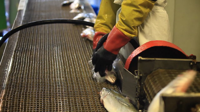 Salmon, processing