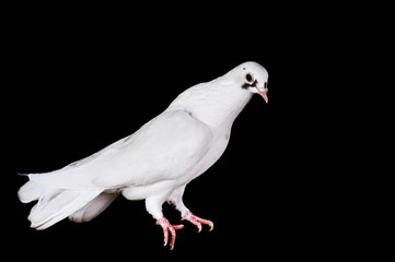 White pigeon