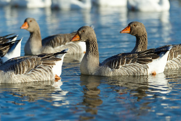 Goose