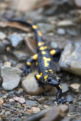 Salamander on the stones