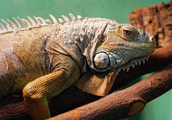 Iguana closeup portrait