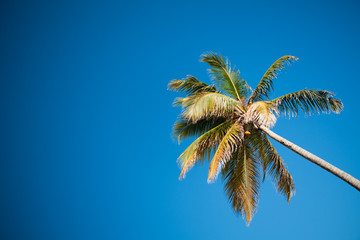 Palms and Caribbean sky
