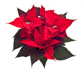 christmas flower isolated