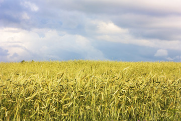 Wheatfield
