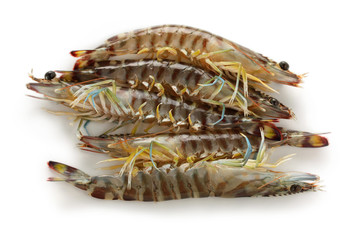 japanese tiger prawns