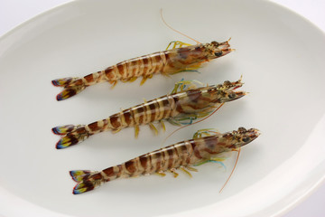 japanese tiger prawns
