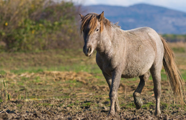 Fototapeta premium Cavallo camargue