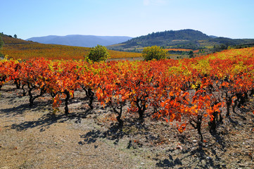 vignes des corbières en automne