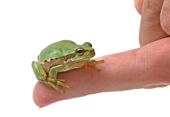 Obraz premium Treefrog on finger