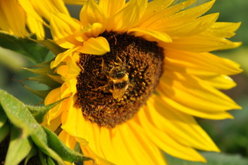 Sonnenblume mit Hummel