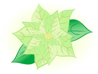 Christmas flower