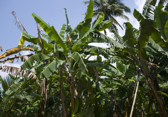 Fototapeta premium sri lanka