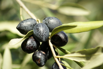 olives noires du Languedoc