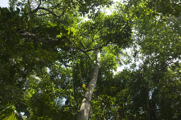 Fototapeta premium sri lanka
