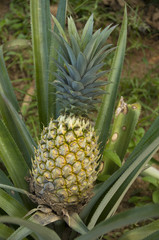 pineapple