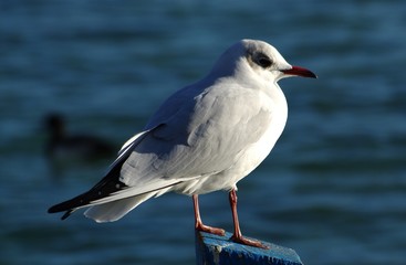 mouette