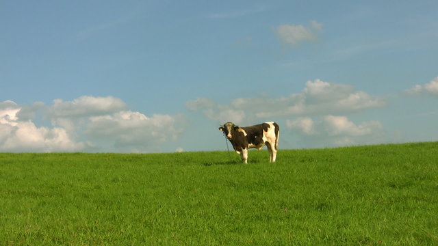 bull on a meadow