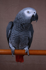 African Grery Parrot