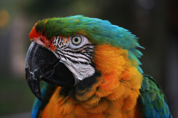 Harlequin Macaw Parrot Head