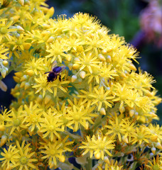 abeja polinizando flores amarillas