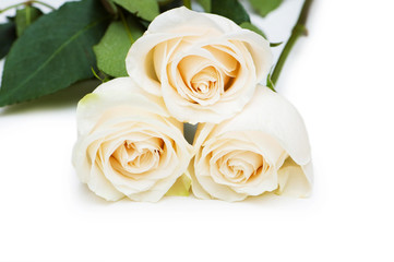 Fototapeta premium Red and white roses isolated on white