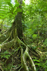 Beauty in nature, a rain forrest.