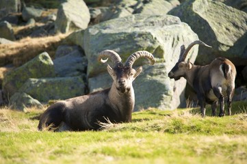 sitting goat and friend