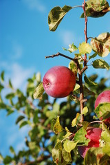 Fresh red apple ready for picking